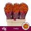 product/img.floraplaza.nl/126038-55-LIVE_fotos-0x41B1C2332D46CF028C8E0FDE9964DC3CA74911A5.jpg