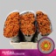 product/img.floraplaza.nl/126038-55-LIVE_fotos-0x6D02C9AFF53299D9D0533D87B6B729DF5CABC093.jpg