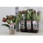product/img.floraplaza.nl/126049-14-LIVE_fotos-0x1EEAFB6650D5DAA9B17D211DB4B05D47D558BEC4.jpg