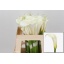 product/img.floraplaza.nl/126064-50-LIVE_fotos-0xC731F68DAD2A2CAF962F5D24F8A3B0D42CB72B87.jpg
