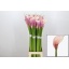 product/img.floraplaza.nl/126065-90-LIVE_fotos-0xC00F14CD1775A77E3F57A1ADAD764122F593ADEC.jpg