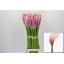 product/img.floraplaza.nl/126065-90-LIVE_fotos-0xC0599865575C8BB973746EB4819963F272FC847C.jpg