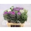 product/img.floraplaza.nl/12607-60-ASSORTI_fotos-MVA-Daling - Brassica mix nature.jpg