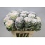 product/img.floraplaza.nl/12607-70-ASSORTI_fotos-MVA-Brassica snowy white.jpg