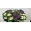 product/img.floraplaza.nl/12607-70-ASSORTI_fotos-MVA-Duint - Brassica Mix 6 soorten.jpg