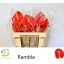 product/img.floraplaza.nl/126075-LIVE_fotos-0x9C6937C0155DA0718762D4762BD31EEEF6942823.jpg