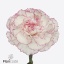 product/img.floraplaza.nl/126091-60-ART_Fotos-VBN-vbn126091.jpg
