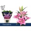 product/img.floraplaza.nl/126159-95-LIVE_fotos-0x6421BDCAA2FD9307DA5EF720D4EEE006A13AF97B.jpg