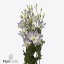product/img.floraplaza.nl/126221-75-ART_Fotos-VBN-vbn126221.jpg
