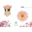 product/img.floraplaza.nl/126239-50-LIVE_fotos-0x77EBD0E6DB04A6BA814BDA4B8D60360CF661E60A.jpg