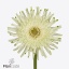 product/img.floraplaza.nl/126248-50-ART_Fotos-VBN-vbn126248.jpg
