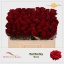 product/img.floraplaza.nl/126259-50-LIVE_fotos-0xAB9D7F5AB6CE08CC4C7F651EB59D0D084482DBA6.jpg