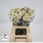 product/img.floraplaza.nl/126299-50-LIVE_fotos-0x829D4AB188AF907AA82EEA7373193BFCC396F87C.jpg