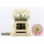 product/img.floraplaza.nl/126299-60-LIVE_fotos-0xD28BAEDCC7C91DBD5AC97D8C82D45D8B9FF500C9.jpg