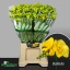 product/img.floraplaza.nl/126343-LIVE_fotos-0x53B87F67809C673B8BC28A845C9B660B8E86173C.jpg