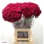 product/img.floraplaza.nl/126374-LIVE_fotos-0x0079E6E127656F7CBE64CBA742DD61BE052FC8C3.jpg