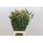 product/img.floraplaza.nl/126470-70-LIVE_fotos-0x615A84BCECC68FD0D62252B5F21036A8B0DCB815.jpg