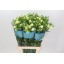product/img.floraplaza.nl/126472-70-LIVE_fotos-0xF2525B968A6DE417344B4C2C797EAB9FD7EEC342.jpg