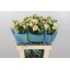 product/img.floraplaza.nl/126474-60-LIVE_fotos-0x7FF3A340313908F370336F0DEE25C908DF647F1B.jpg