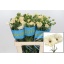 product/img.floraplaza.nl/126474-60-LIVE_fotos-0xCA218B9A52C494D62774D79D92D9C28BEA24155E.jpg