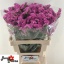 product/img.floraplaza.nl/126492-60-LIVE_fotos-0x60B00EC5687B4C0B080A7C4B287EE52C56B49393.jpg
