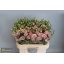 product/img.floraplaza.nl/126494-72-LIVE_fotos-0xB23D3D9D383025290A6526DD6FE1DFE356A60FAE.jpg