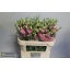 product/img.floraplaza.nl/126494-72-LIVE_fotos-0xB6775FB09D8171324A6E97E6040750FF04A78E80.jpg