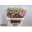 product/img.floraplaza.nl/126494-72-LIVE_fotos-0xC5D820A339C6219CC4519D72F2B0A5B1B481A582.jpg