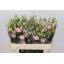 product/img.floraplaza.nl/126494-72-LIVE_fotos-0xFAF6A74FB6E1EF71FFDA1EE8DF95B4A2D9885DCE.jpg
