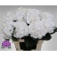 product/img.floraplaza.nl/126534-60-LIVE_fotos-0x9896E6FDCCAABB5C9B8FB5CE1401EFDC2765382E.jpg