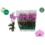 product/img.floraplaza.nl/126646-12-LIVE_fotos-0xA7AA782AB372B771B45D4DF7E6A1E8FACAF7874E.jpg