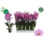 product/img.floraplaza.nl/126646-12-LIVE_fotos-0xBA988840760A2CCB834BB22047D0684BE499B898.jpg
