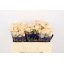 product/img.floraplaza.nl/126663-50-LIVE_fotos-0x2BA7B8D4C1B12ABAA2CCD2A8C57D8C9449D689B5.jpg