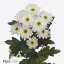 product/img.floraplaza.nl/126682-ART_Fotos-VBN-vbn126682.jpg