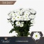 product/img.floraplaza.nl/126682-LIVE_fotos-0x066DB00D174CF9F8D7FA97943E0F182492230608.jpg