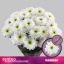 product/img.floraplaza.nl/126682-LIVE_fotos-0x4B810C8434D00EE7112DCE2836EFE92DCC7344F5.jpg