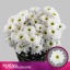 product/img.floraplaza.nl/126682-LIVE_fotos-0x83E8C035FA65AA7266EE8B0F6A13E938CDB66E01.jpg