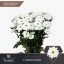 product/img.floraplaza.nl/126682-LIVE_fotos-0xAC9A44DA16E6B4C59EAFD290EE60507D6DF4121F.jpg