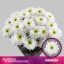 product/img.floraplaza.nl/126682-LIVE_fotos-0xDC9C3F22558FC799217B8D2522CB94BA0BC9006A.jpg