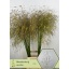 product/img.floraplaza.nl/126705-120-LIVE_fotos-0xF7C8992B1665C625141FD793DB8C45EE557F2A20.jpg