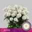 product/img.floraplaza.nl/126718-70-ASSORTI_fotos-MVA-Zentoo - Chrys sp Newton.jpg