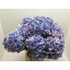 product/img.floraplaza.nl/126750-60-LIVE_fotos-0xCAEAE10CE43F94B832D49BEBB83C40778E691171.jpg