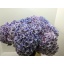 product/img.floraplaza.nl/126750-80-LIVE_fotos-0x4DC5CE9EB0CAD57A1534E3F538C6B7AA3A01F417.jpg