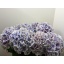 product/img.floraplaza.nl/126750-80-LIVE_fotos-0xA6D03ABB8611DC2C231D095BBC7BE10D56FEC49F.jpg
