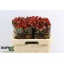 product/img.floraplaza.nl/126787-60-LIVE_fotos-0x368996398608CD41CF74E0BD5C8663CDB9604D42.jpg