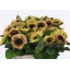 product/img.floraplaza.nl/126851-80-LIVE_fotos-0xE654C95C02E9E06EB8DA8DBF74F4A70DE029E9C7.jpg