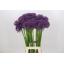 product/img.floraplaza.nl/126852-80-LIVE_fotos-0xEBADC51058216D6350FE071DDC321C69453612AD.jpg