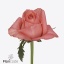 product/img.floraplaza.nl/126893-50-ART_Fotos-VBN-vbn126893.jpg
