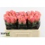 product/img.floraplaza.nl/126893-50-LIVE_fotos-0xC565FDE2C17C666CB154DFE22DBC97F24D0BAA34.jpg