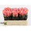 product/img.floraplaza.nl/126893-50-LIVE_fotos-0xE9BD53C82771A9C3522494E300DFD770518DE41D.jpg